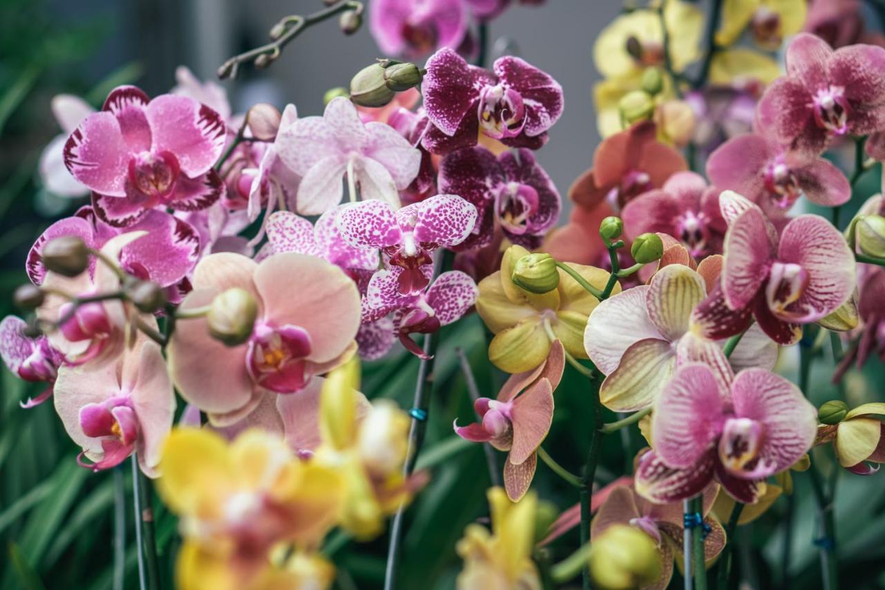 Villa Orchid Garden Riverside Хойан Экстерьер фото